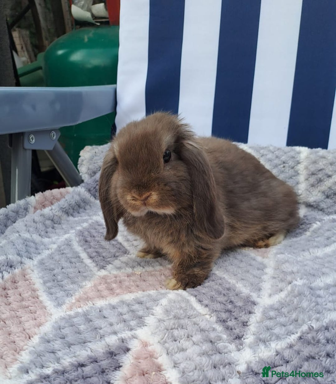 Mini Lop rabbits for sale: Mini lops boys ready to leave  - Image 15