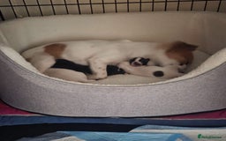 Jack Russell dogs for sale: Boy jack russell pups for sale - Image 12