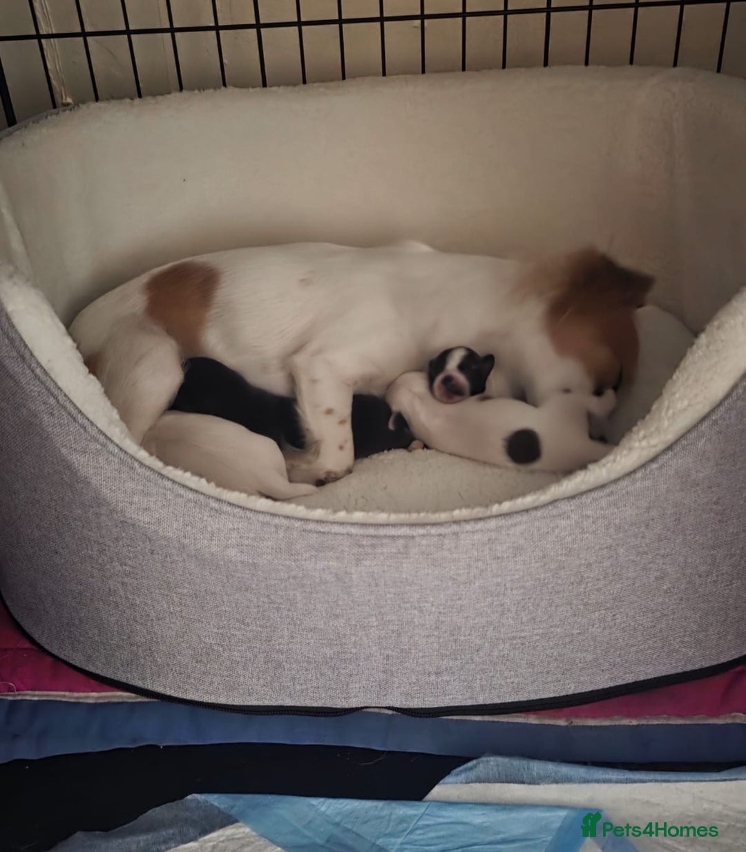 Jack Russell dogs for sale: Boy jack russell pups for sale - Image 12