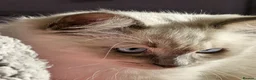 Ragdoll cats for sale: Adorable treasures  - Advert 4