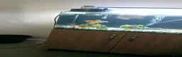 Fancy Goldfish fish for sale: Fancy goldfish  in Rossendale - Advert 5