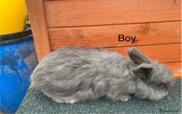 Angora rabbits for sale: Baby angoras - Image 7