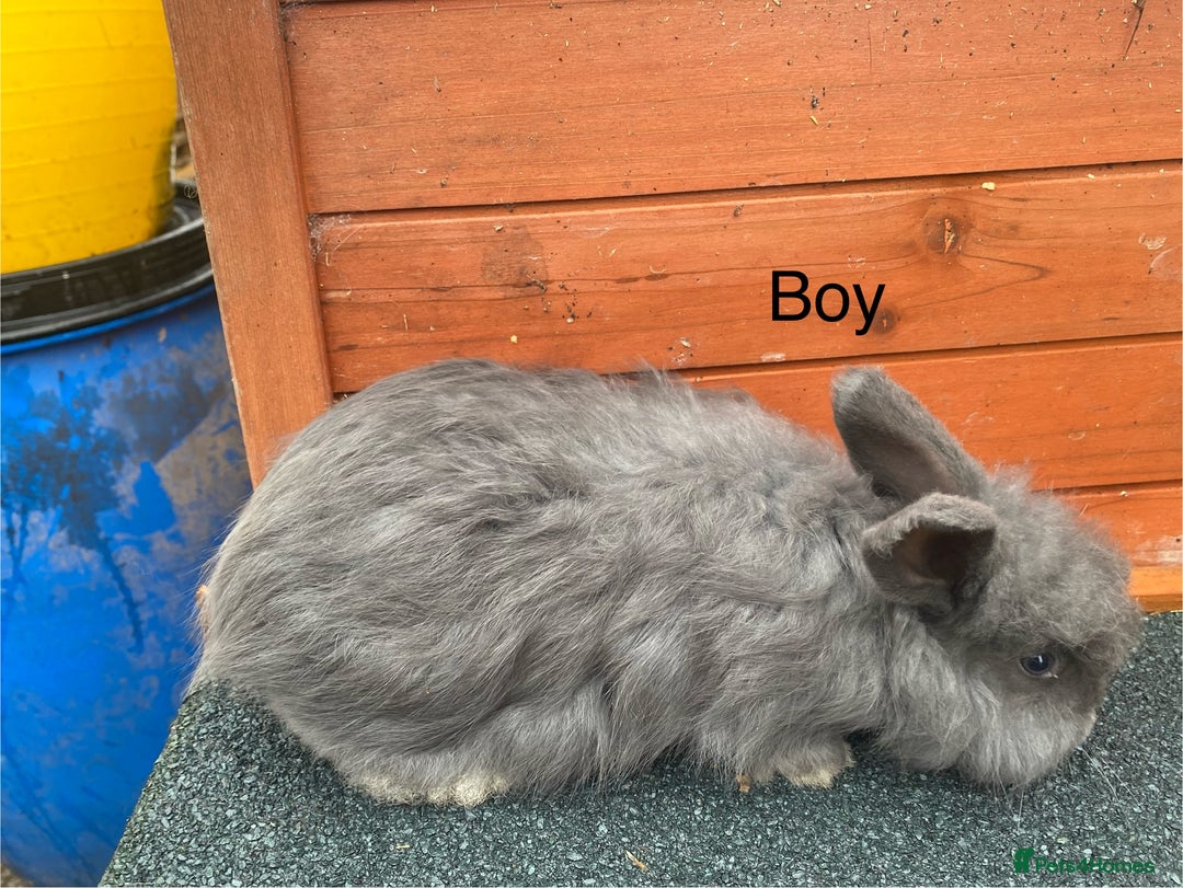 Angora rabbits for sale: Baby angoras - Image 7