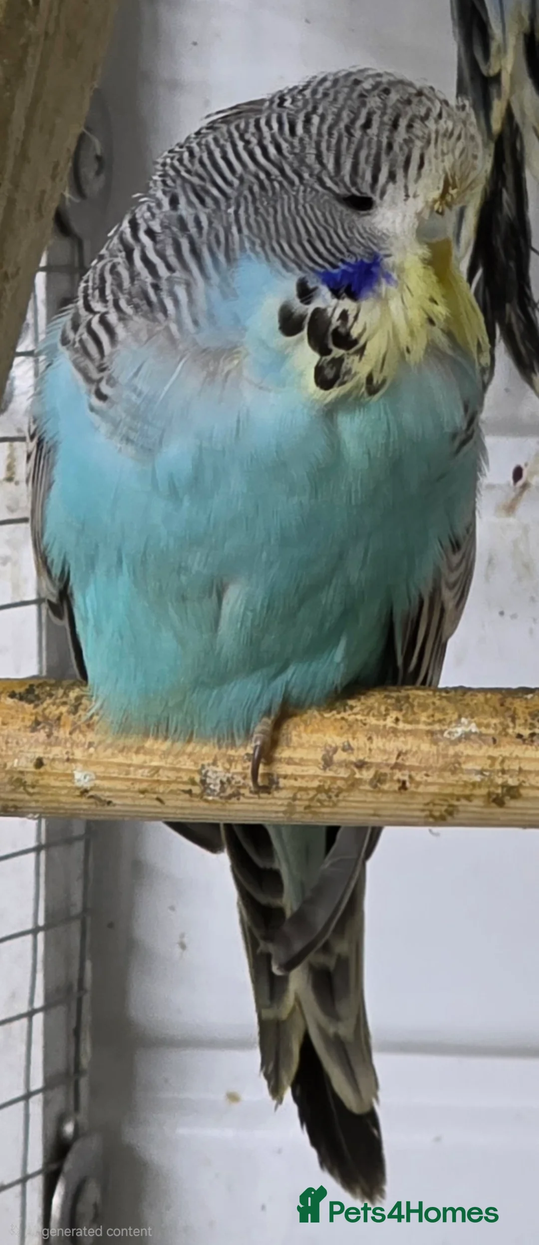 Budgerigars birds for sale: Budgies for sale - Advert 2