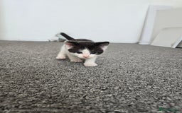 Mixed Breed cats for sale:  kittens avaliable now - Image 3