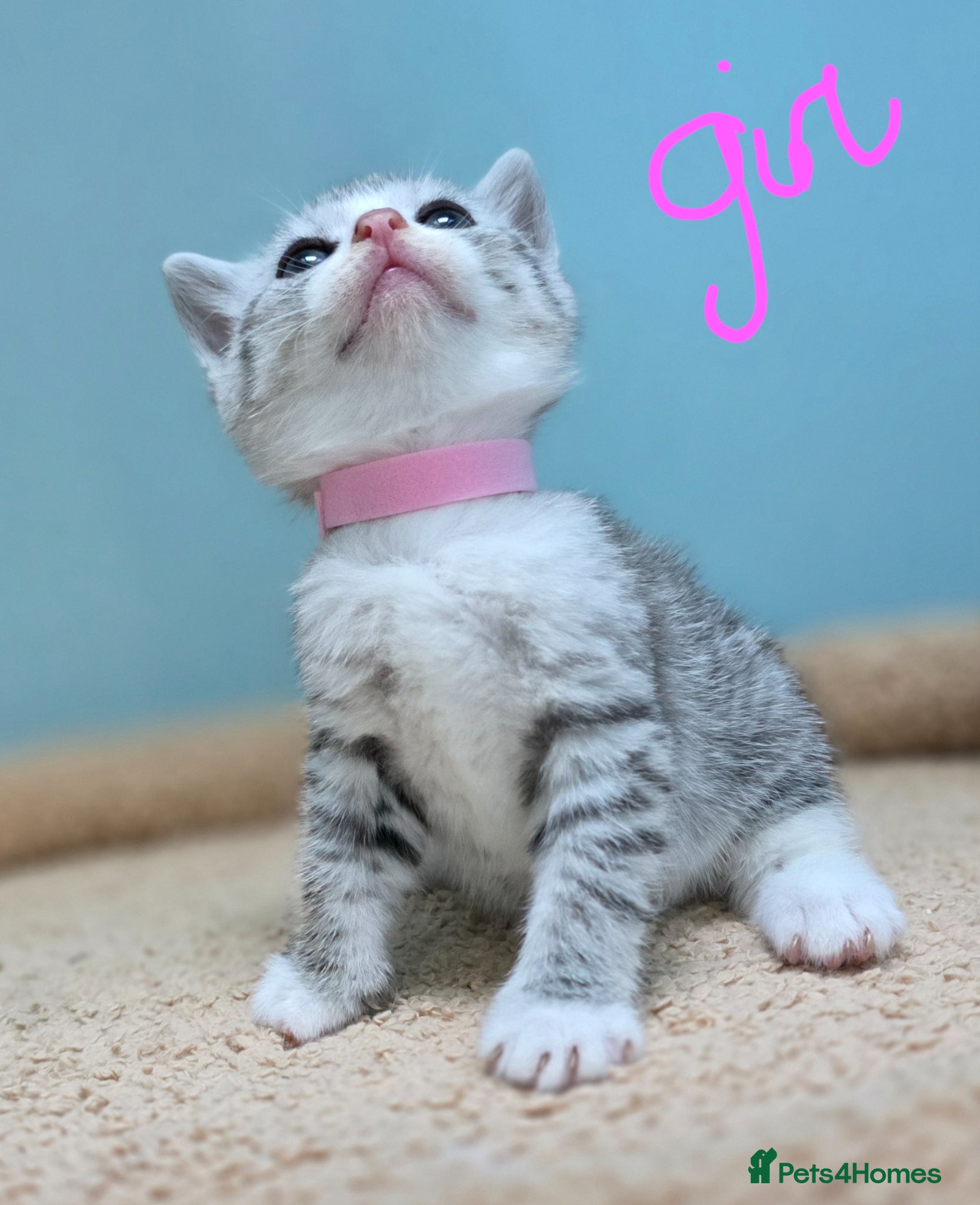 British Shorthair cats Gorgeous British Shorthair Cross kittens - Advert 2