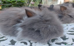 Angora rabbits for sale: STUNNING TEDDYDWERG BABIES  - Image 2