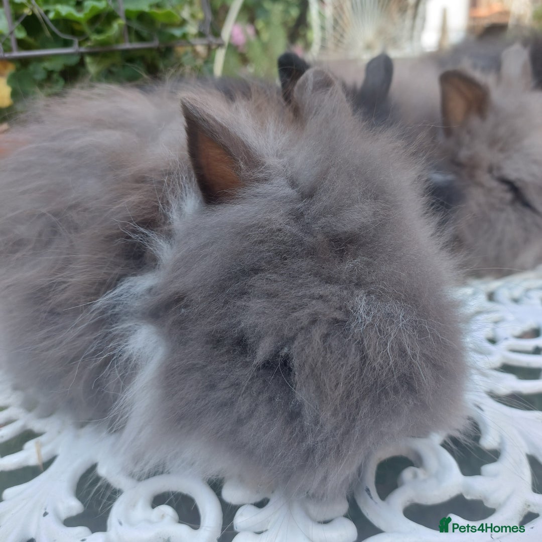 Angora rabbits for sale: STUNNING TEDDYDWERG BABIES  - Image 2
