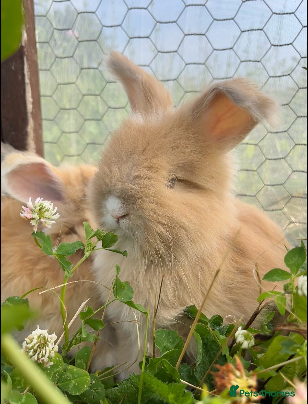 Angora rabbits for sale: Pedigree Full Faced & Maxi Faced English Angoras - Image 5
