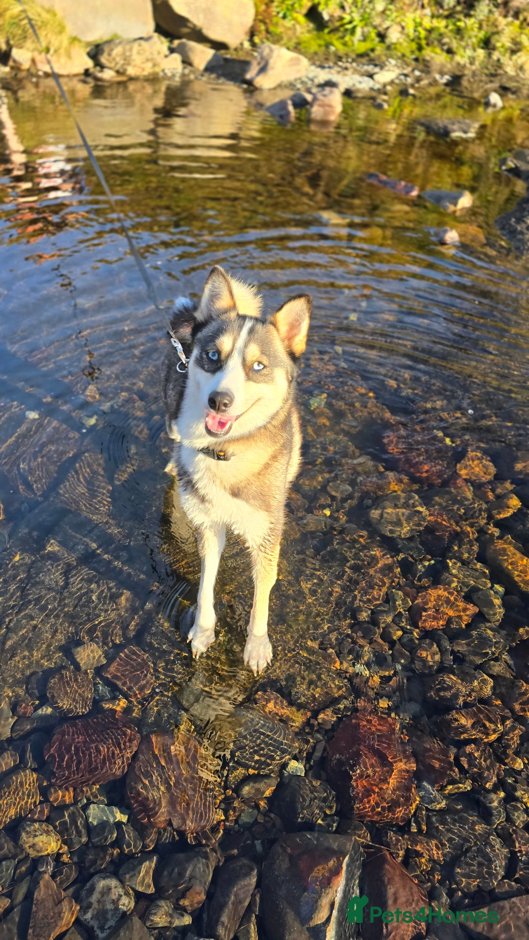 Pomsky dogs for sale: Pomsky F3 Pups -Read Descp - Image 13