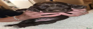 Cocker Spaniel 4