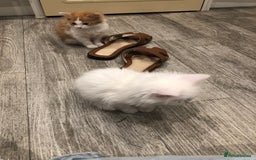 Mixed Breed cats for sale: Litter 5 kittens looking for there forever homes.  - Image 11
