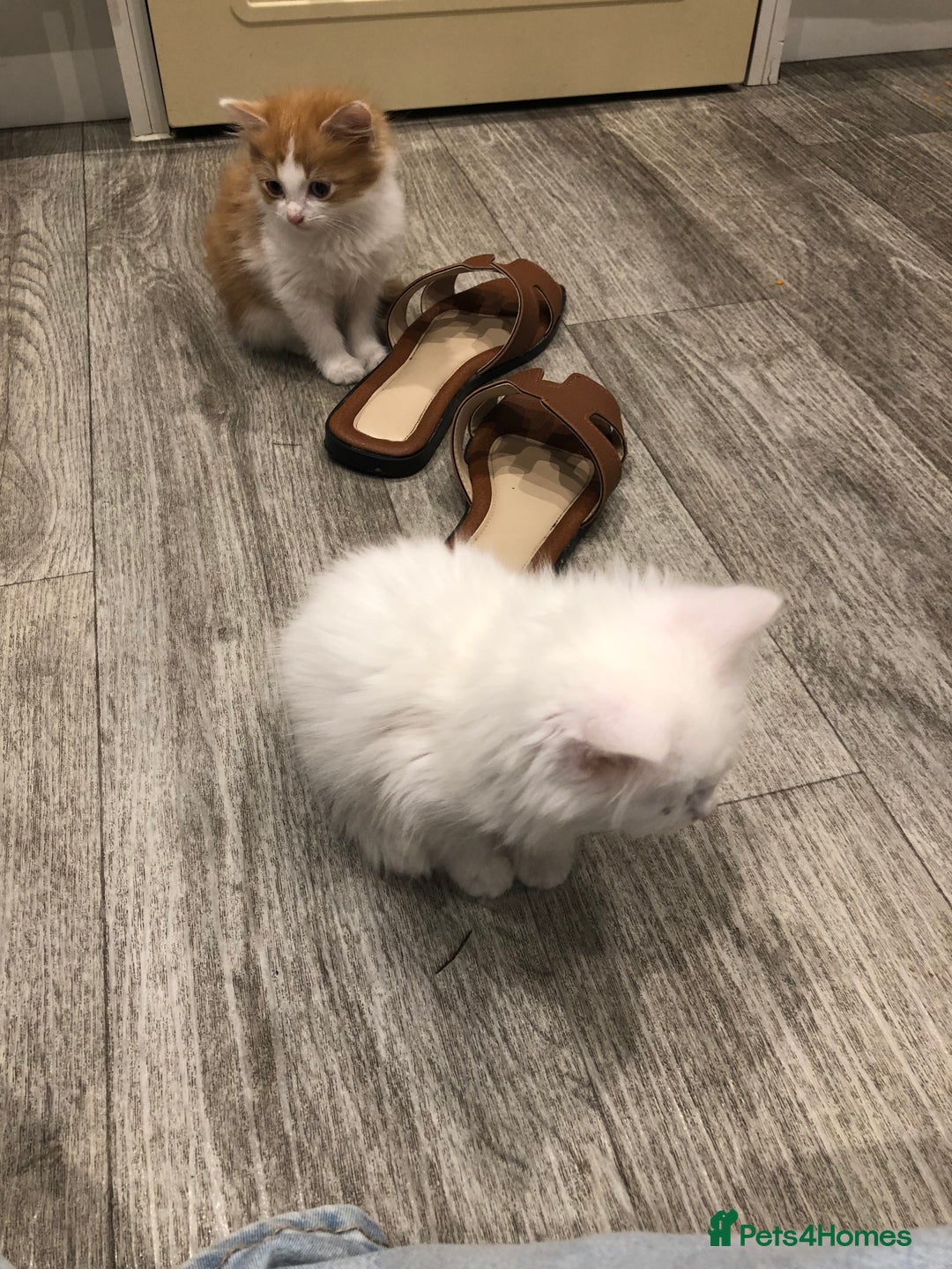 Mixed Breed cats for sale: Litter 5 kittens looking for there forever homes.  - Image 11