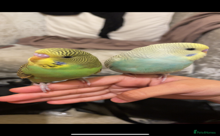 Budgerigars birds - Advert 1