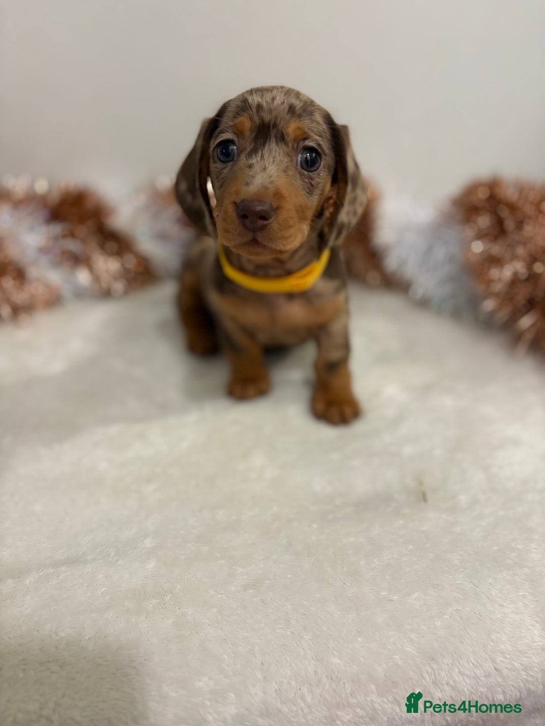 Miniature Dachshund dogs for sale: Miniature Dachshund Pups  - Advert 22