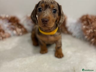 Miniature Dachshund dogs Miniature Dachshund Pups - *LAST GIRL LEFT* - Advert 18