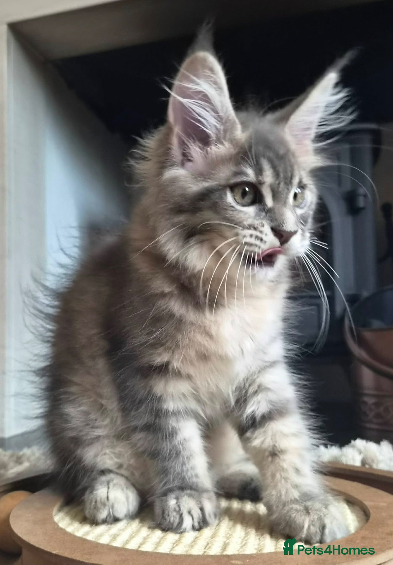Maine Coon cats Russian line XXL Maine Coon, CHAMPION RUSSIAN LINE - Advert 6