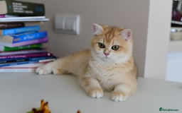 British Shorthair cats for sale: GCCFreg BSH & BLH Chocolate & Black Golden Kittens - Image 36