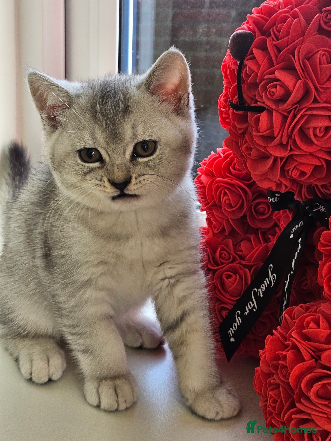 British Shorthair cats for sale: British shothair kittens  - Image 28