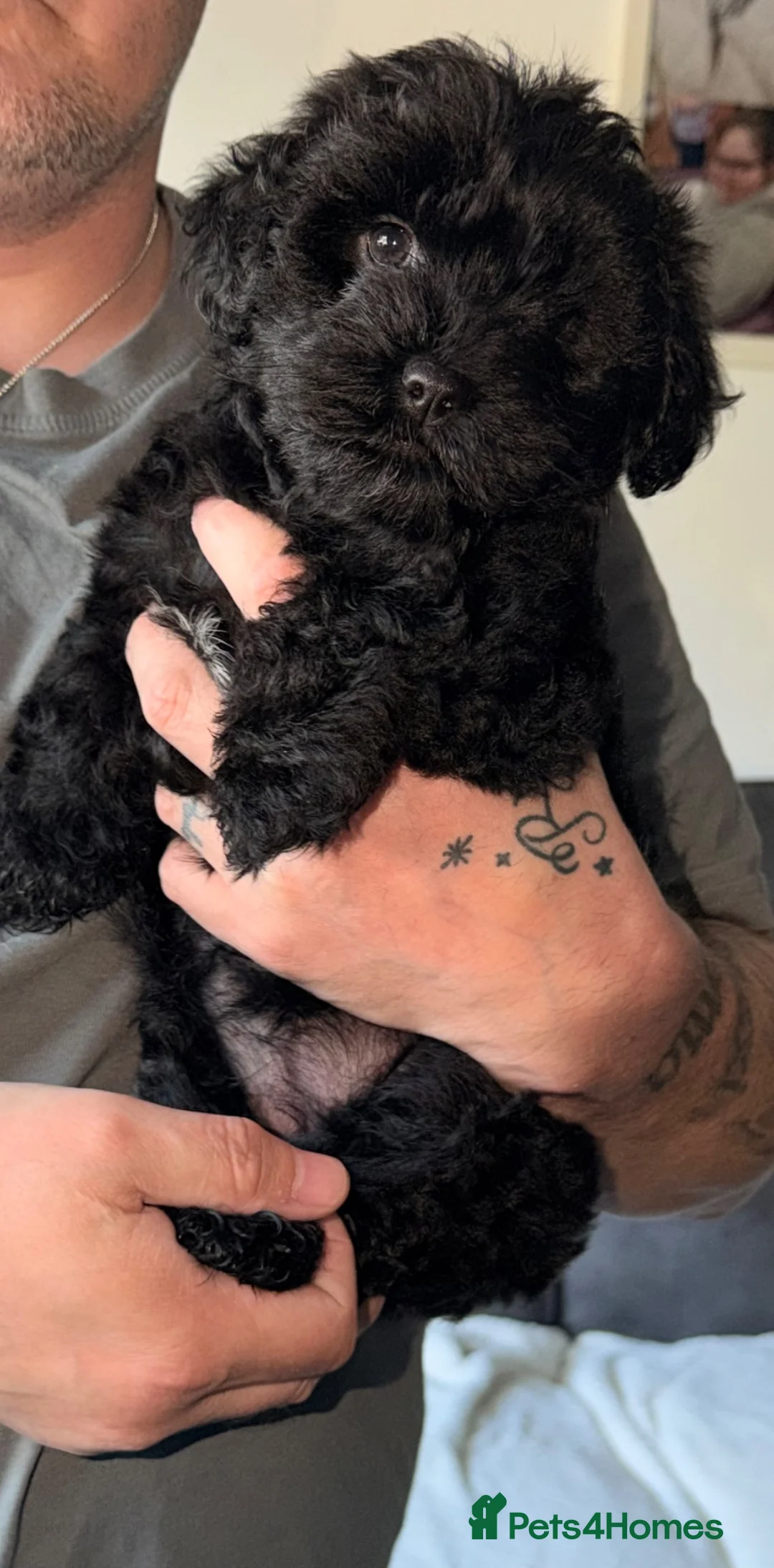 Mixed Breed dogs for sale: Yorkiepoo  - Advert 7