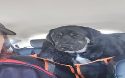 Mixed Breed dogs for sale: Caucasian shepherd/Cane corso  - Image 4
