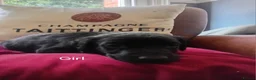 Mixed Breed dogs for sale: A very rare opportunity... - Advert 13