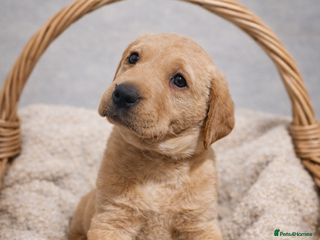 Labrador Retriever dogs YELLOW/BLACK Exceptional Labrador retriever boys - Advert 5