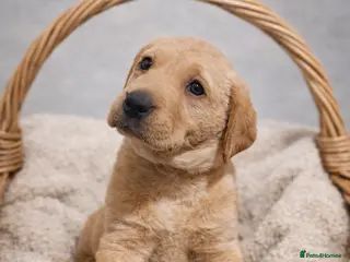 Labrador Retriever dogs 2 YELLOW / 1 BLACK Labrador retriever boys - Advert 5