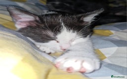 British Shorthair cats for sale: British Shorthair Mix Kittens - Image 7