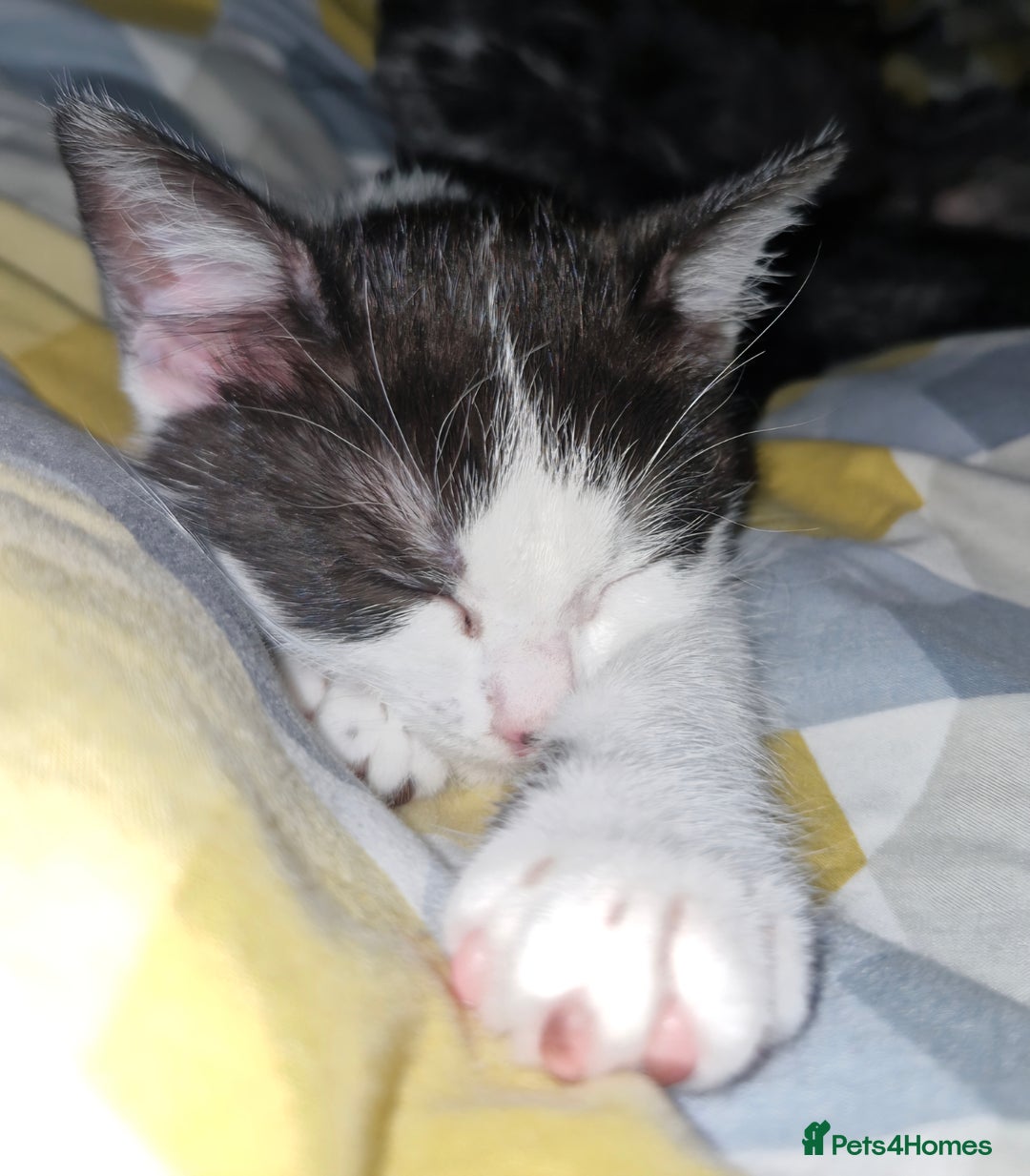 British Shorthair cats for sale: British Shorthair Mix Kittens - Image 7