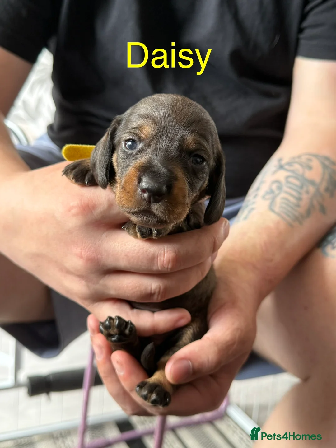Dachshund dogs for sale: Lovely bunch of Standard Dachshund puppies💐 in Newtown - Advert 2
