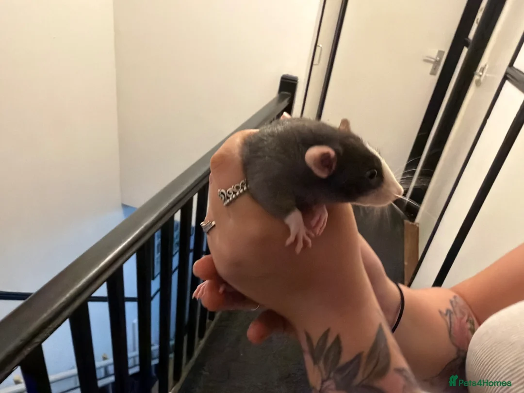 Rat rodents for sale: Adorable baby dumbo rats  - Advert 39