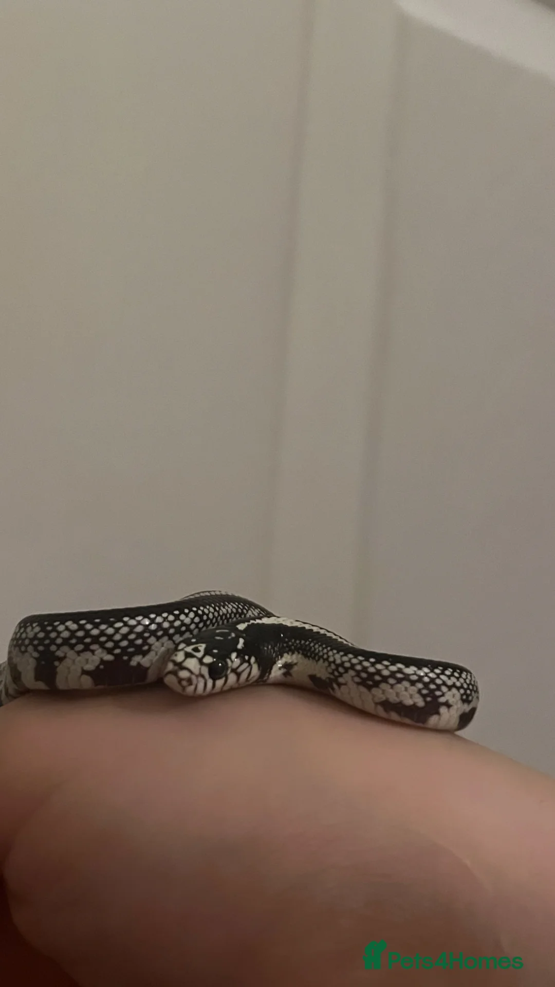King Snake reptiles for sale: One of a kind Wband California king snake in Stourport-on-Severn - Advert 5