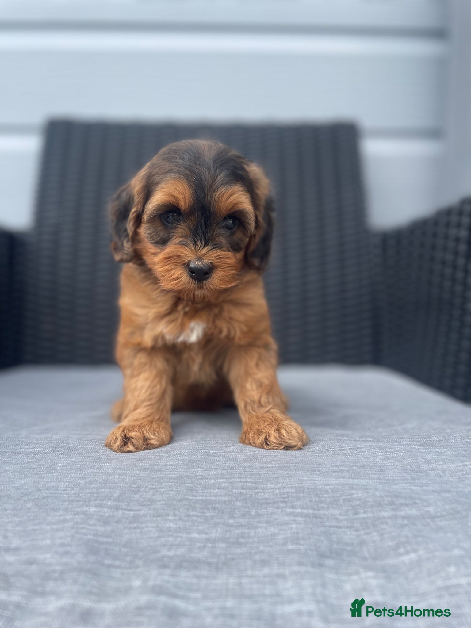 Cockapoo dogs beautiful Cockapoos ready next week  😍😍 - Advert 1