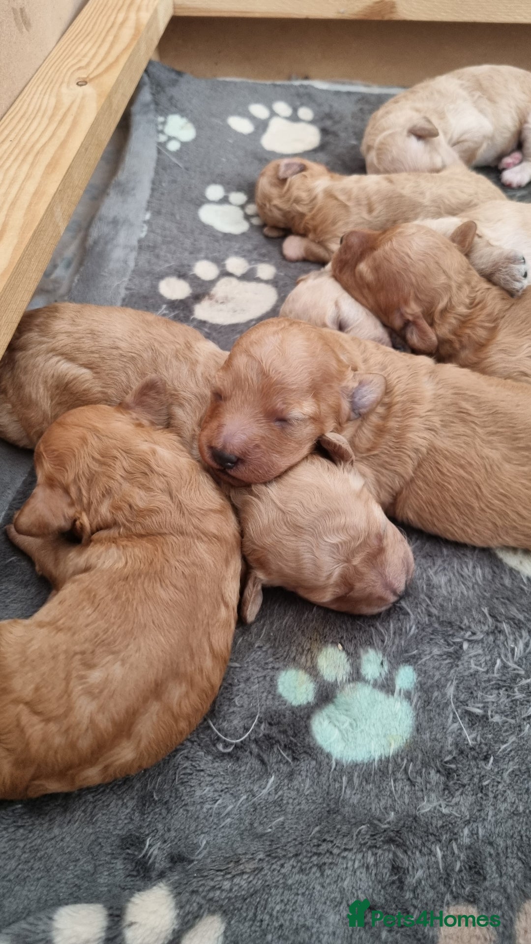 Cavapoo dogs for sale: F1b cavapoos  - Advert 4