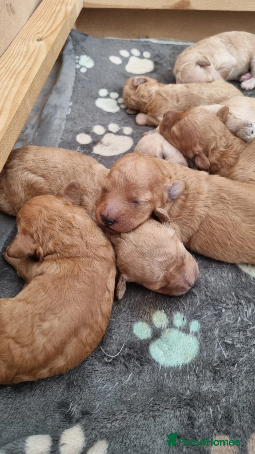 Cavapoo dogs for sale: F1b cavapoos  - Advert 3