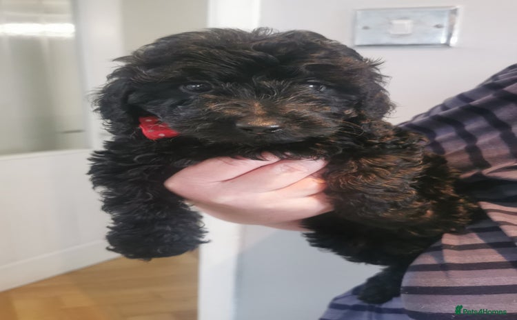 Cockapoo dogs - Advert 3