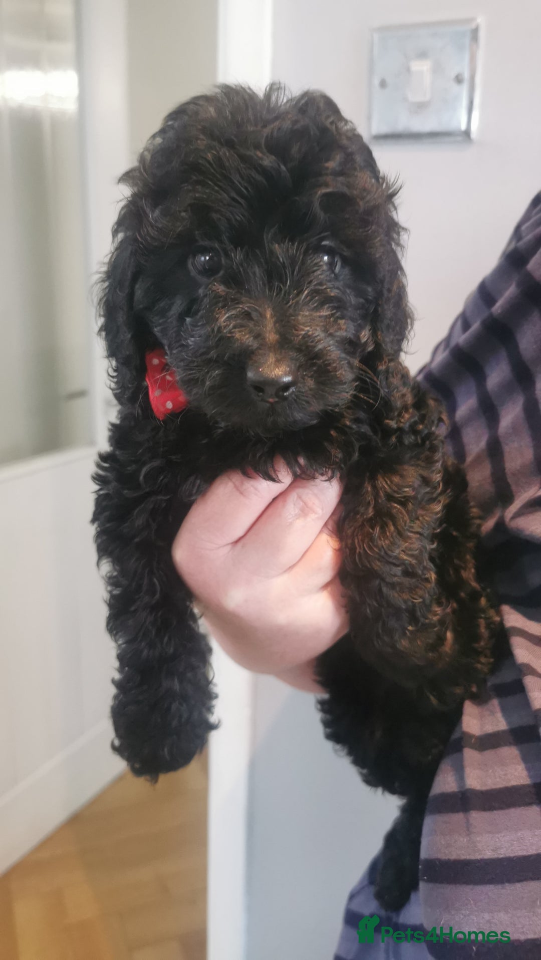 Cockapoo dogs for sale: Cockapoo puppies  - Image 6