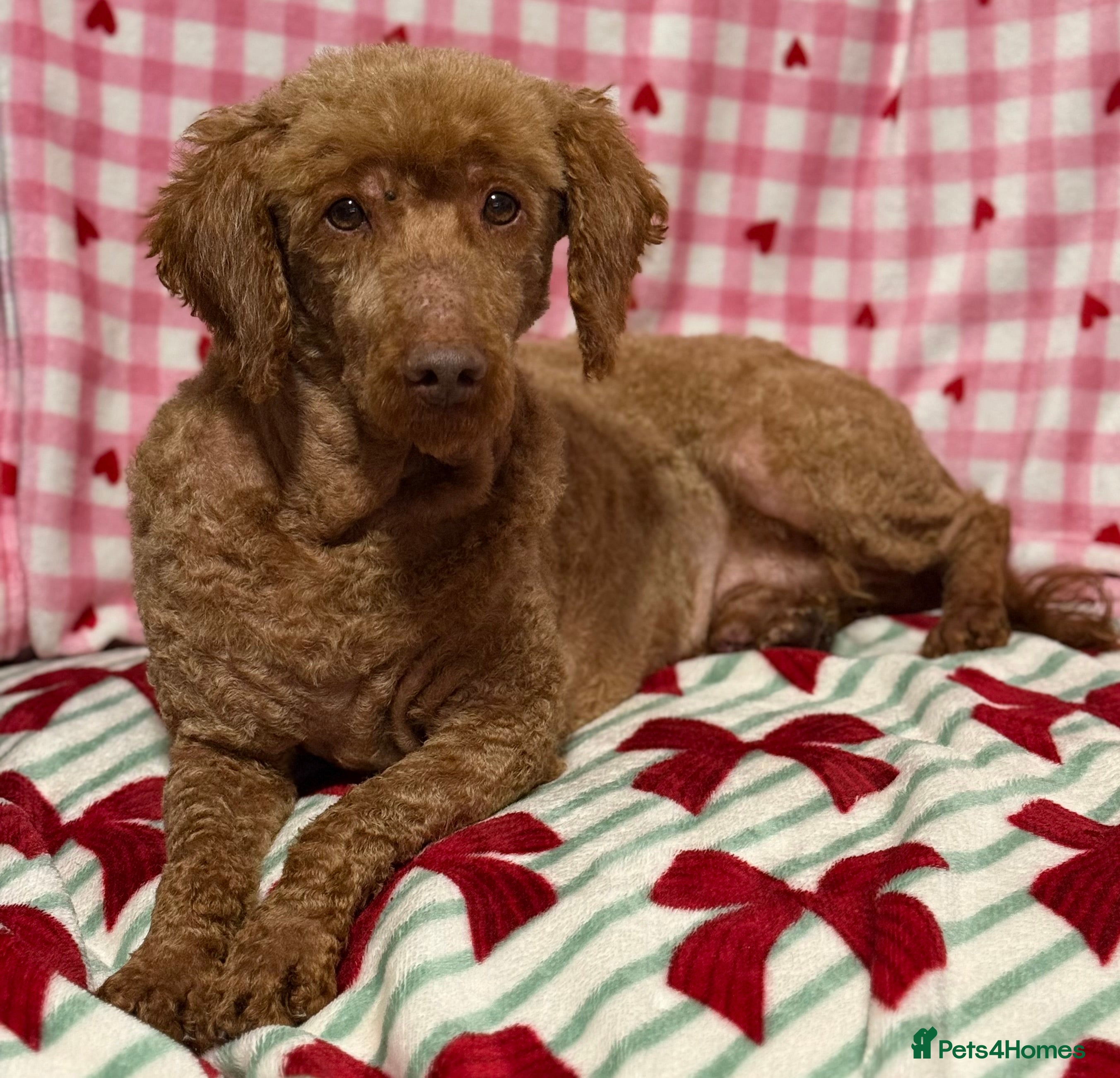 Miniature Poodle dogs Adult mini poodle soft and true gent poodle - Advert 2