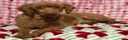 Miniature Poodle dogs for sale: Adult mini poodle soft and true gent poodle - Advert 2