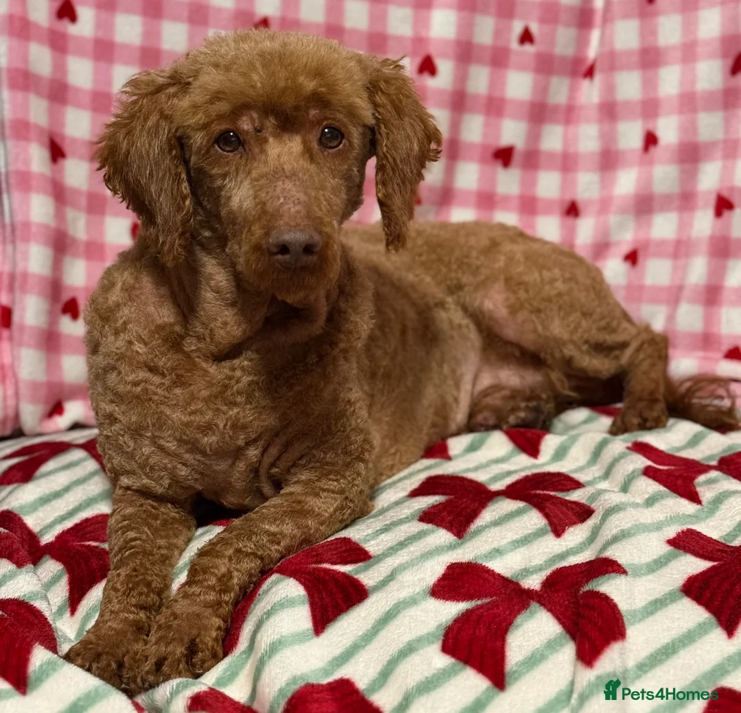 Miniature Poodle dogs for sale: Adult mini poodle soft and true gent poodle - Advert 2