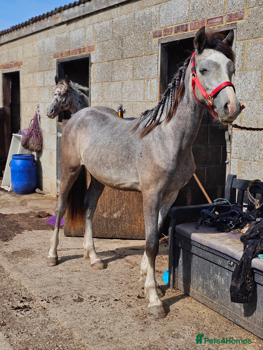 Welsh Section D horses for sale: Grey welsh D - Image 4