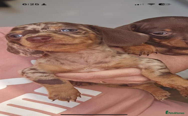 Dachshund dogs - Advert 1