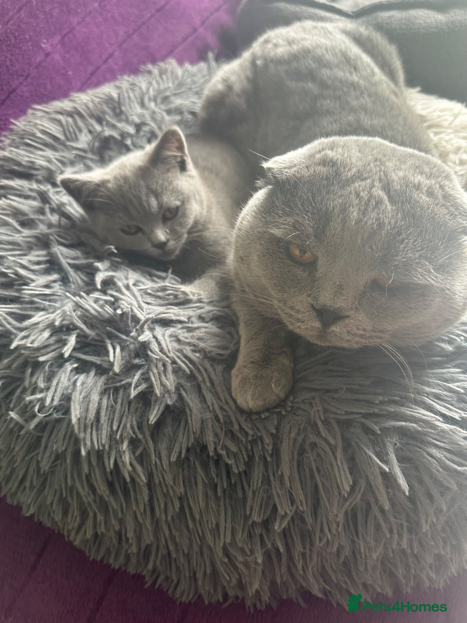 Scottish Fold cats Scottish fold - Advert 2