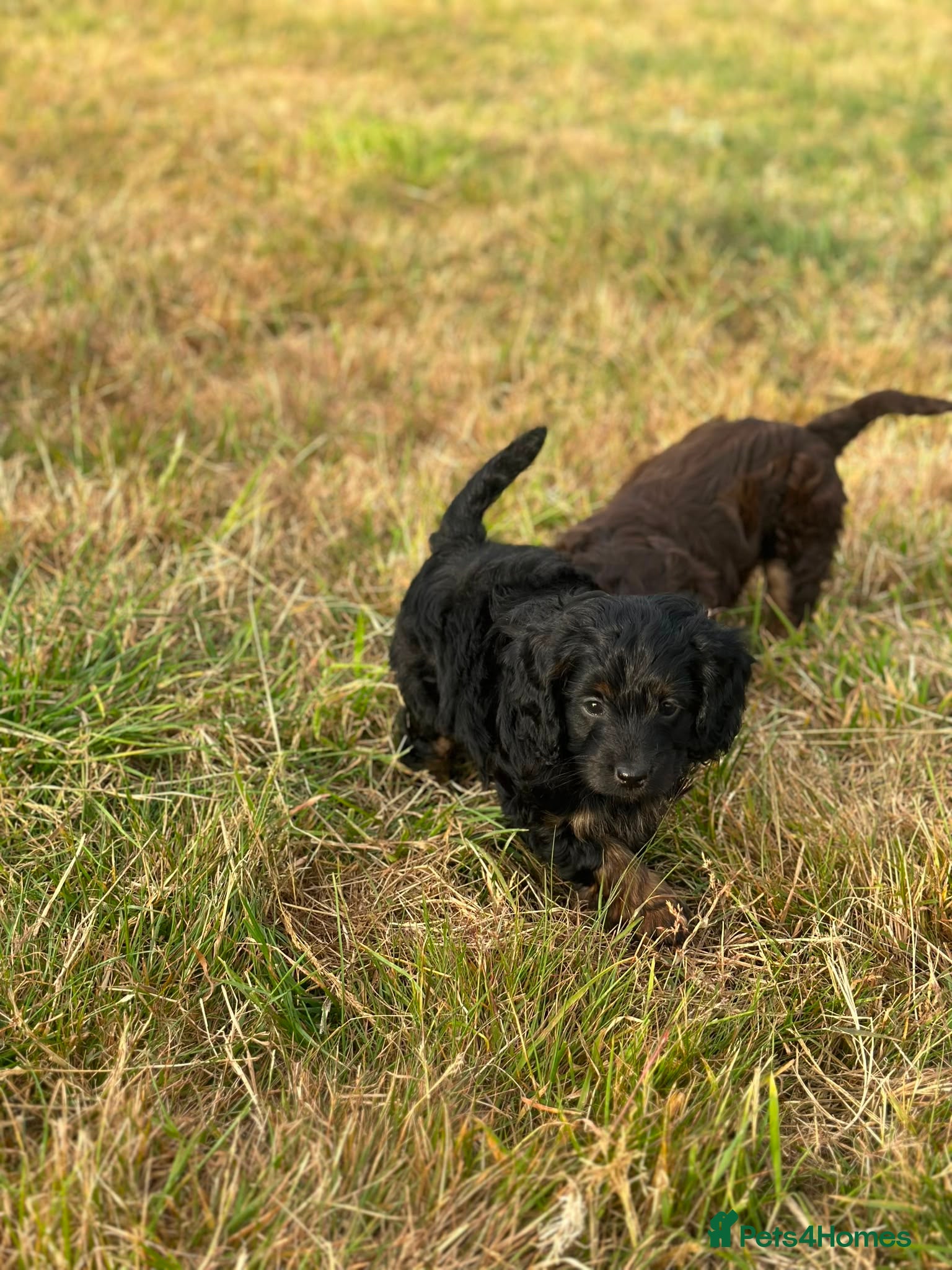 Cockapoo dogs Stunning litter of cockapoo puppies Ready Now  - Advert 4