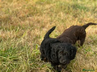 Cockapoo dogs Stunning litter of cockapoo puppies Ready Now - Advert 4