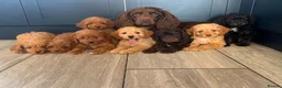 Cockapoo dogs for sale: Cockapoo pups ready now  - Advert 9