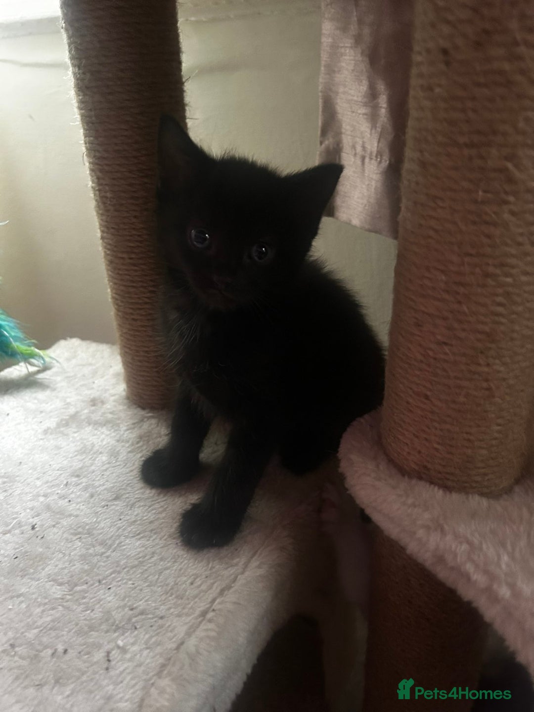 Mixed Breed cats for sale: Three kittens for sale - Advert 9