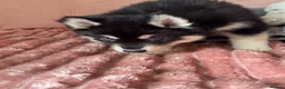 Mixed Breed dogs for sale: Crufts Line Husky x Malamute - Health tested 🐾 - Advert 24