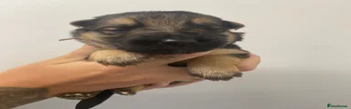 German Shepherd 6